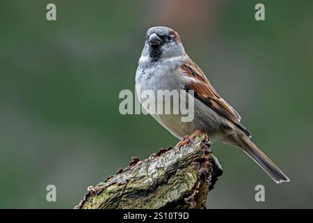 House sparrow (Passer domesticus) adult male perched on tree stump in early winter Stock Photo