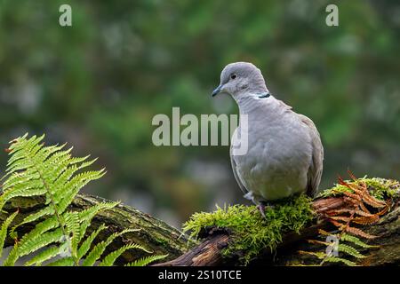 Eurasian collared dove (Streptopelia decaocto) adult perched on tree stump Stock Photo