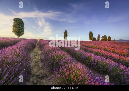 Lavender fields and trees at sunset. Orciano Pisano, Pisa province, Tuscany region, Italy, Europe Stock Photo