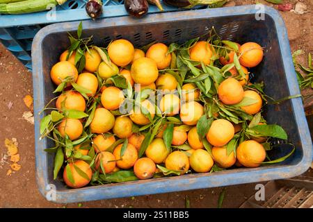 fresh moroccan small oranges or tangerines in a crate at a traditional berber market day amazigh market asni morocco Stock Photo