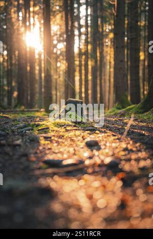 A lonely tree stump in the forest is illuminated by warm rays of sunlight and surrounded by moss-covered ground, Unterhaugstett, Black Forest, Calw di Stock Photo
