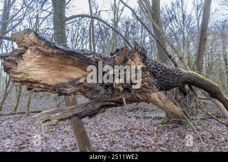 Fallen tree with exposed orange wood in a forest setting, showing signs of decay and age Stock Photo