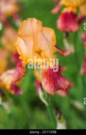 Tall bearded bicolor iris flower "Cerf Volant" - Standards in light yellow; falls in red purple with pale yellow center, beard in orange (Germanica Be Stock Photo