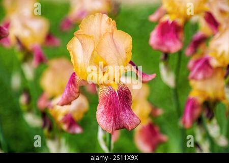 Tall bearded bicolor iris flower "Cerf Volant" - Standards in light yellow; falls in red purple with pale yellow center, beard in orange (Germanica Be Stock Photo