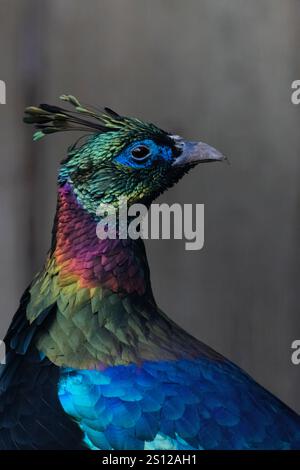 Male Himalayan Monal ( lophophorus impejanus Stock Photo - Alamy