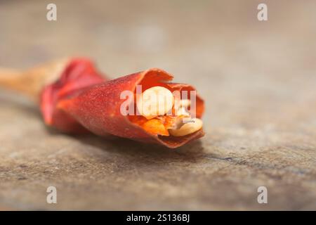 close-up macro of split broken dried red chili pepper with small flat cream color seeds visible, soft focus with copy space Stock Photo
