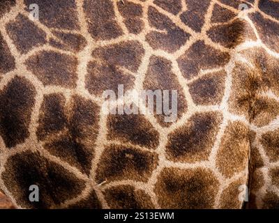 Close up shot of giraffe skin Stock Photo