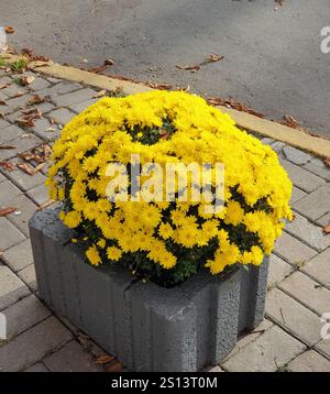 Yellow flowers on the street. Sphere-shaped bush with Chrysanthemum yellow flowers growing in concrete pot on the street. Stock Photo