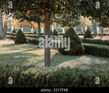 Autumn in garden with few trees, decorative shaped boxwood shrubs and conic shaped bushes in evening sunlight. Stock Photo