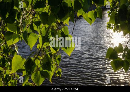 Poplar leaves create a natural frame around the shimmering waters of the tagus river in portugal, with sunlight reflections dancing on its surface Stock Photo