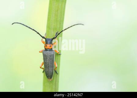 Longhorn beetle (Phytoecia nigripes, Musaria nigripes, Phytoecia affinis, Musaria affinis), sitting on a grass leaf, Germany, Baden-Wuerttemberg Stock Photo