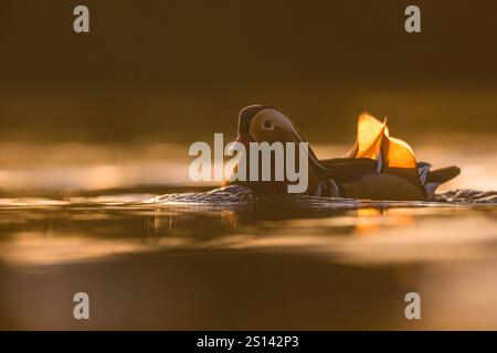 mandarin duck (Aix galericulata), drake swimming on a lake in the evening, side view, Germany Stock Photo