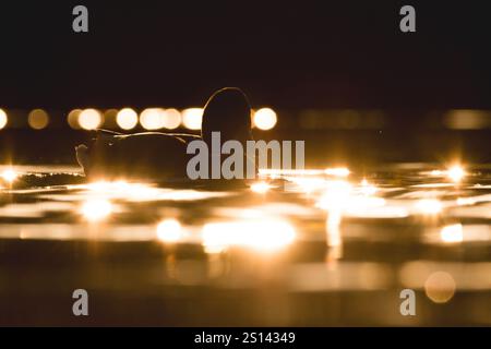 mallard (Anas platyrhynchos), swimming drake in the backlight, side view, Germany Stock Photo