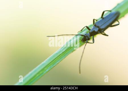 Small black longhorn beetle (Stenurella nigra, Strangalia nigra, Leptura nigra), sitting on a grass leaf, Germany, Baden-Wuerttemberg Stock Photo