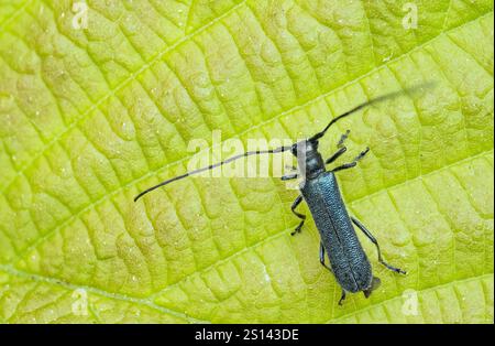 Lime beetle (Stenostola dubia), sitting on a leaf, Germany, Baden-Wuerttemberg Stock Photo