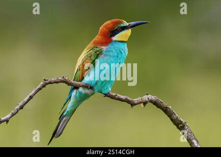 European Bee-eater sitting on a stick. Stock Photo