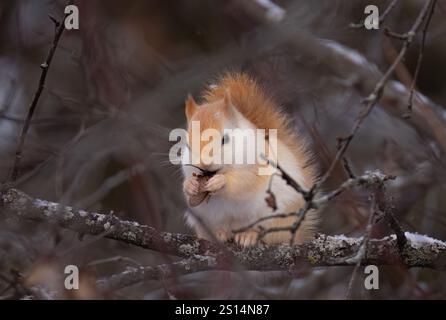 White squirrel (leucistic red squirrel) sitting on a branch eating in the forest in winter Stock Photo