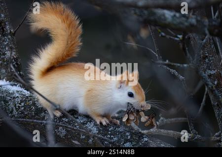 White squirrel (leucistic red squirrel) sitting on a branch eating in the forest in winter Stock Photo