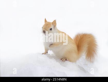 White squirrel (leucistic red squirrel) standing in the snow on a cold winter morning in Canada Stock Photo