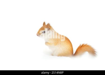 White squirrel (leucistic red squirrel) standing in the snow on a cold winter morning in Canada Stock Photo