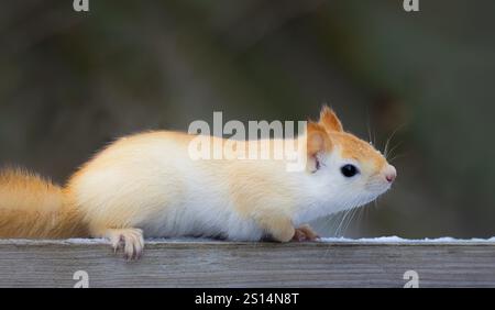 White squirrel (leucistic red squirrel) posing on wooden rail on a cold winter morning in Canada Stock Photo