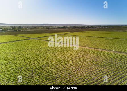 Aerial view of a lush green orchard with rows of young trees and a ...
