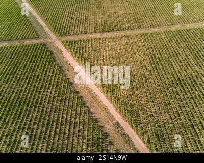 Aerial view of lush green agricultural fields, a winding road, rows of ...