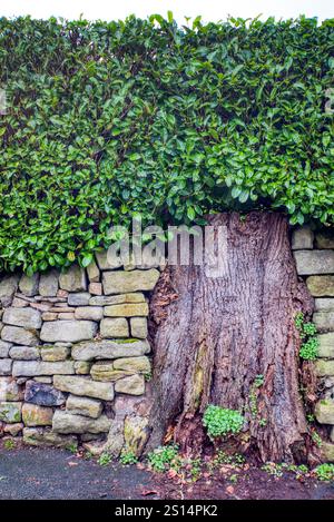 Avoiding a problem with a workaround. A tree stump incorporated into a stone wall and hedge at Baslow, Derbyshire, UK Stock Photo