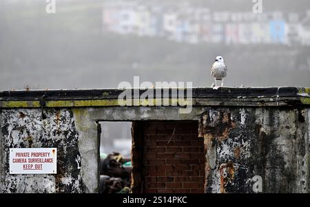 Harbour, Brixham, Devon, UK. 25th Dec 2024. A Juvenile Great Black-backed Gull sits atop an old concrete structure on the Breakwater. A sign reads "PRIVATE PROPERTY CAMERA SURVEILLANCE KEEP OUT". Multi coloured houses in te background Stock Photo