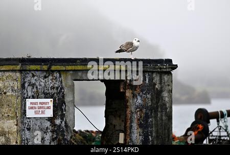 Harbour, Brixham, Devon, UK. 25th Dec 2024. A Juvenile Great Black-backed Gull sits atop an old concrete structure on the Breakwater. A sign reads "PRIVATE PROPERTY CAMERA SURVEILLANCE KEEP OUT". Multi coloured houses in te background Stock Photo