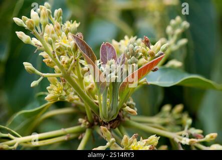 New leaves and flower buds on an Avocado (Persea americana) tree Stock Photo
