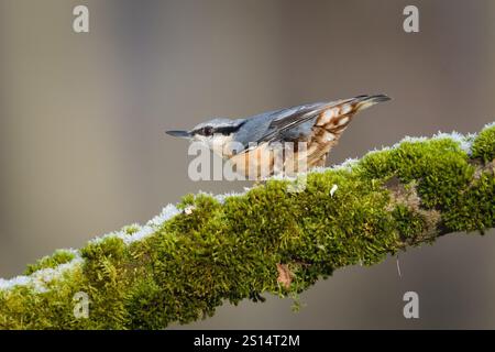 Common bird Sitta europaea aka Eurasian nuthatch perched on branch covered by moss. Nature of Czech republic. Stock Photo