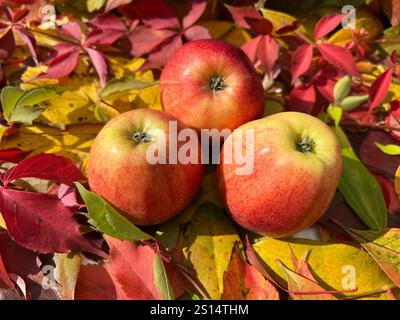 Apfel, Malus domestica ist eine heimische wohlschmeckende Frucht. Apple, Malus domestica is a local, tasty fruit. Apfel, Malus domestica, Elstar *** A Stock Photo