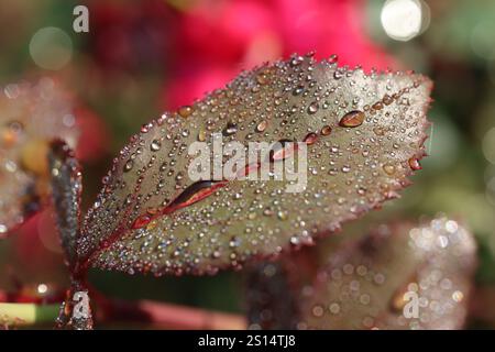 Closeup of rain droplets on a rose leaf Stock Photo
