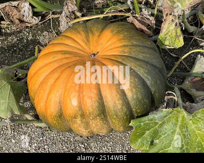 Kuerbis Curbita ist eine schmackhafte Gemueseart mit meist gelben Fruchtkoerpern. Pumpkin Curbita is a tasty type of vegetable with mostly yellow frui Stock Photo