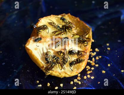 Wespe, Vespula germanica, ist ein nuetzliches und geschuetztes Insekt. Wasp, Vespula germanica, is a useful and protected insect. Wespe, Vespula germa Stock Photo