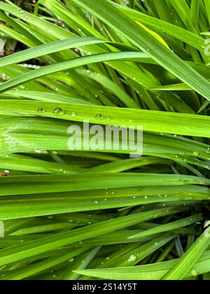 Raindrops on blades of grass Stock Photo
