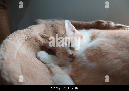 Little kitten sleeps on its bed. Small cat sleeps and relaxing. Sleeping cat in home on a blur light background. Cats rest after eating and play Stock Photo