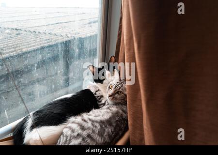 two cats sleeping and relaxing together on hammock, cute tuxedo and tabby cat Stock Photo