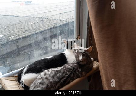 two cats sleeping and relaxing together on hammock, cute tuxedo and tabby cat Stock Photo