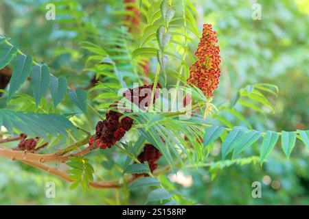 Rhus typhina in gardening. Tropical tree is blooming. Cottage garden. Stag horn sumac. Small tree that grows in large groups in wild. Stock Photo