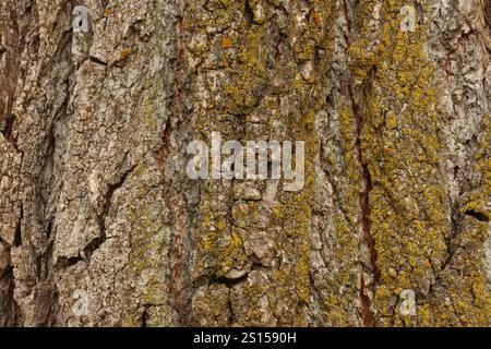 Macrophoto of the textured bark and a variety of lichen growing on the trunk of a Poplar tree in Wisconsin, USA Stock Photo