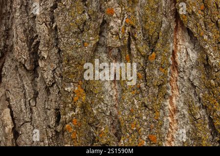 Macrophoto of the textured bark and a variety of lichen growing on the trunk of a Poplar tree in Wisconsin, USA Stock Photo