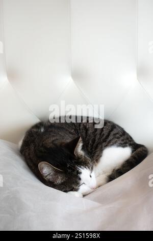 Cute tabby cat sleeping on white pillows and taking a nap in comfortable soft bed Stock Photo