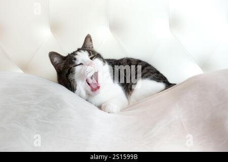 Sleepy tabby cat yawning before taking a nap and going to sleep in comfortable soft bed Stock Photo