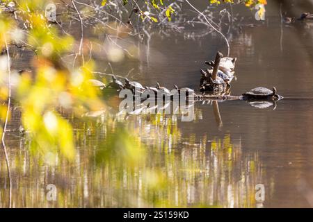 Telephoto shot of several aquatic turtles all lined up basking on logs in a north Georgia lake. Stock Photo