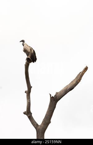 High key image of White-backed Vulture (Gyps africanus) perched on dead tree in Serengeti in Tanzania, East Africa Stock Photo