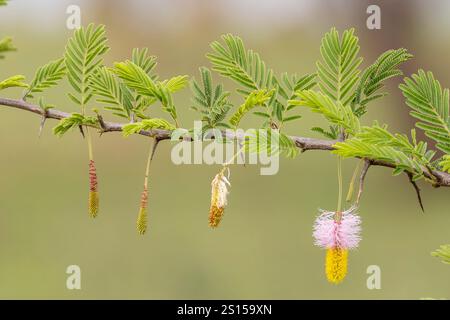 Pink and Yellow flowers of the Sickle-Bush (Dichrostachys cinerea), Bell mimosa, Chinese lantern tree or Kalahari Christmas tree in Serengeti in Tanza Stock Photo