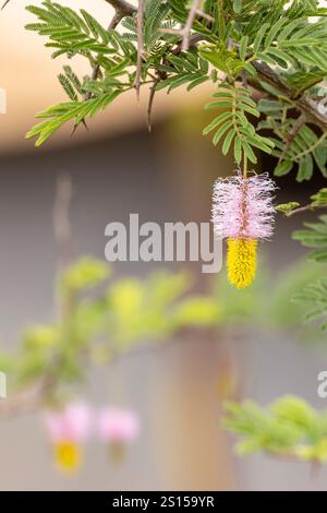 Pink and Yellow flowers of the Sickle-Bush (Dichrostachys cinerea), Bell mimosa, Chinese lantern tree or Kalahari Christmas tree in Serengeti in Tanza Stock Photo