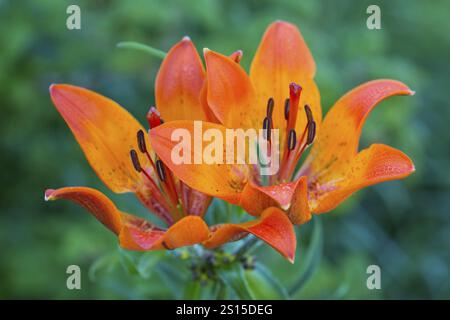 Fire lily, Lilium bulbiferum Stock Photo